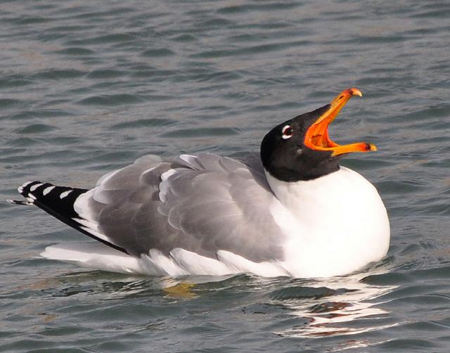 pallas gull breeding plumage